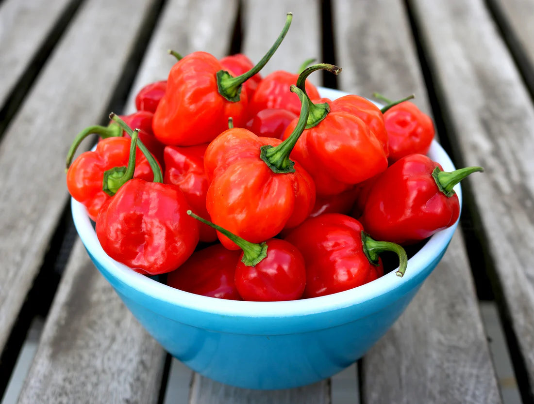 HABANERO OLIVE OIL